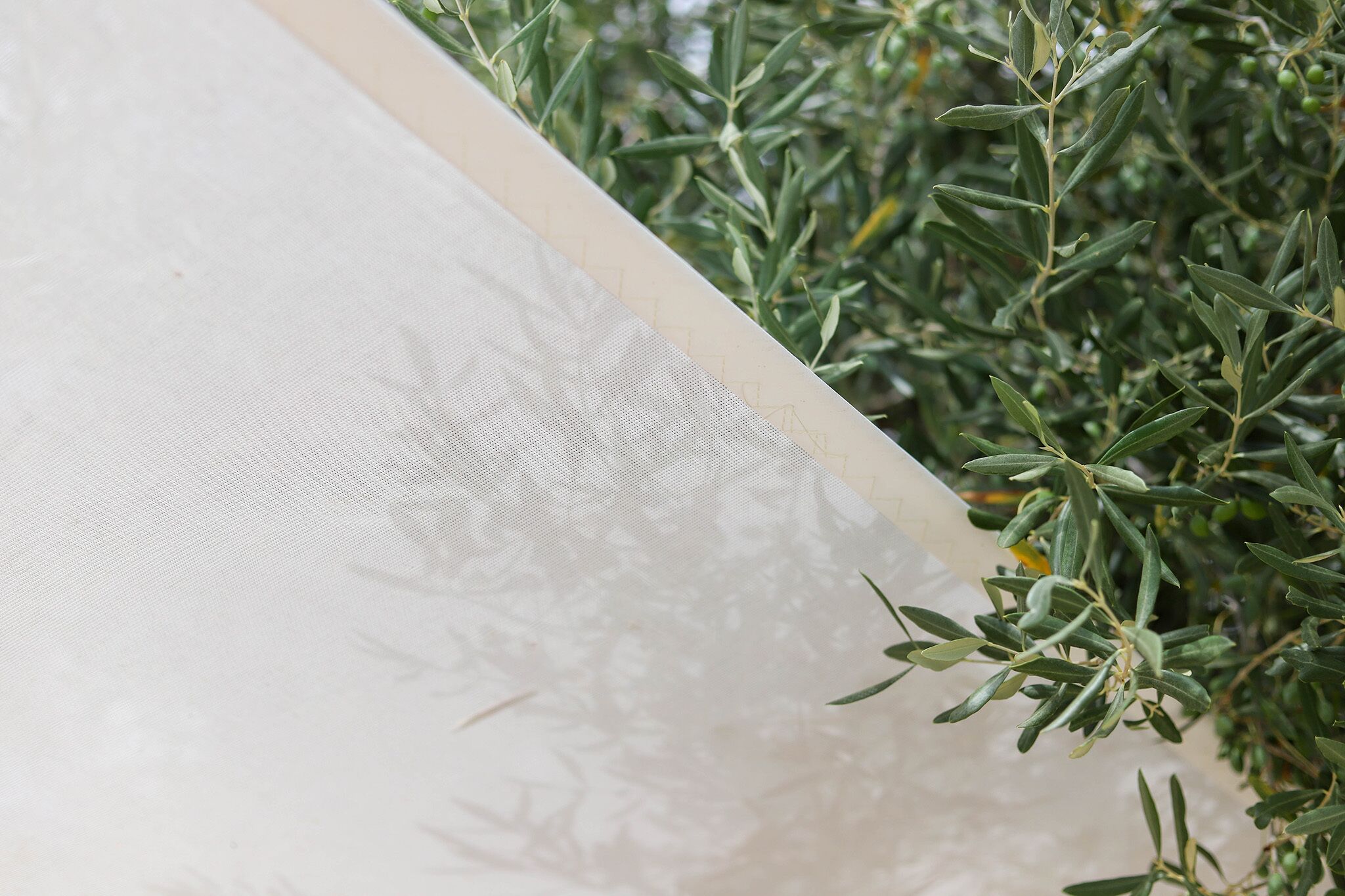 A close-up of a white fabric with a subtle pattern, possibly a tablecloth or drape, partially obscuring olive branches.