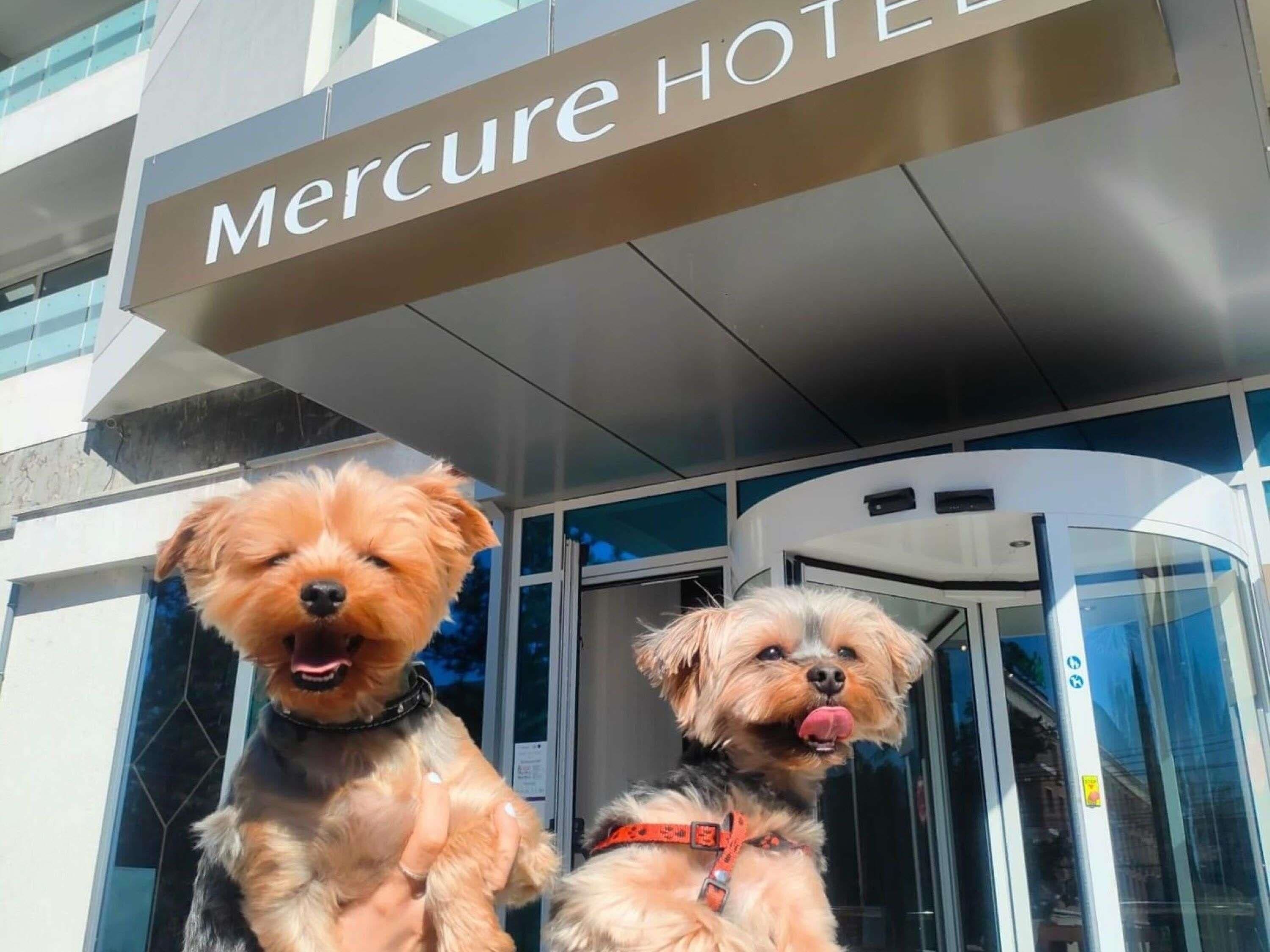 Zwei Hunde vor einem Gebäude, an dem ein Schild mit der Aufschrift 'Mercure HOTEL' steht.