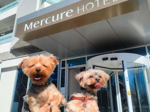 Two dogs in front of a building with a sign that reads 'Mercure HOTEL'. - Mercure Galati Centrum (Galati)