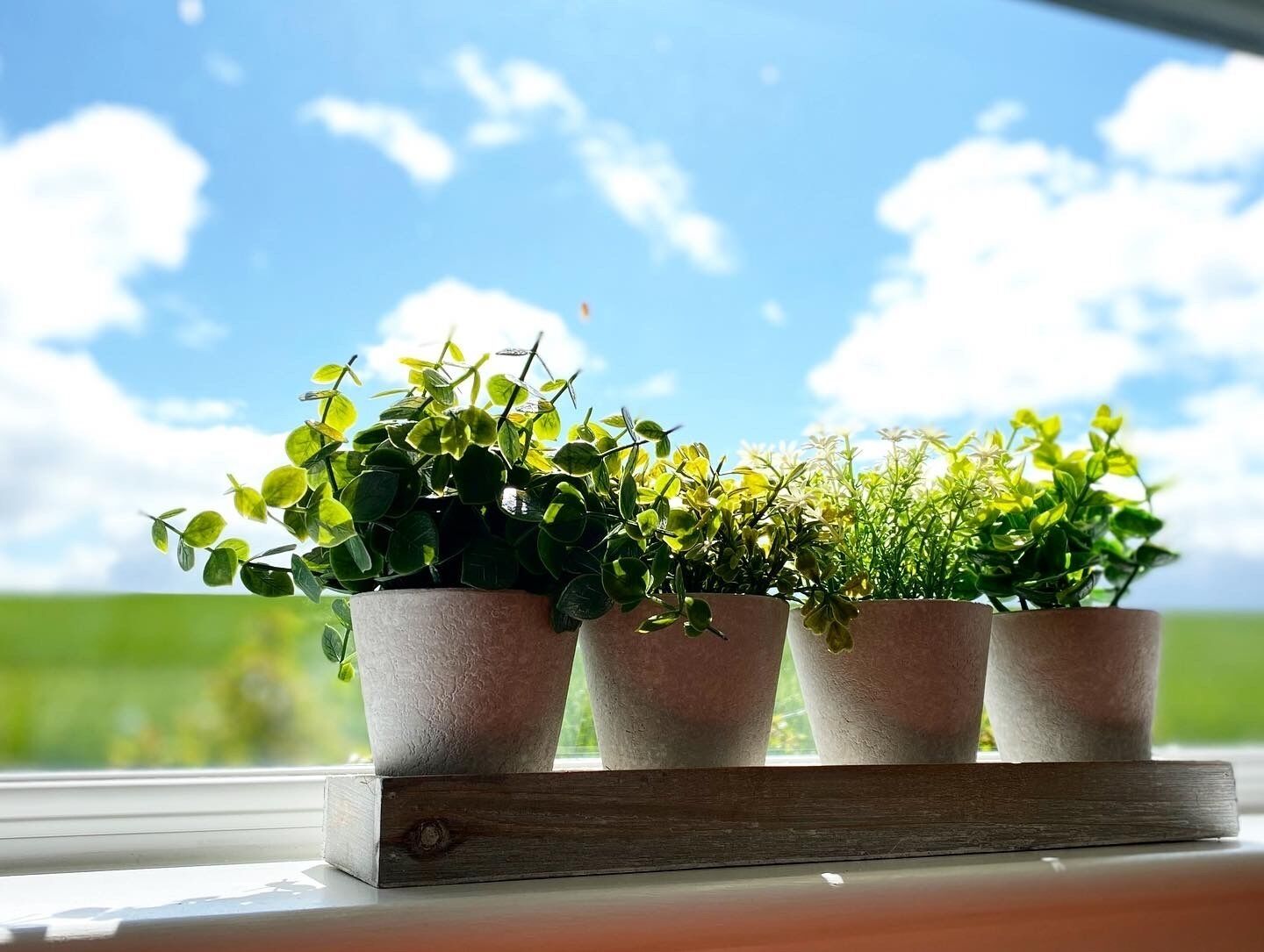 Three potted plants on a wooden shelf by a window with a view of a green field and a blue sky.