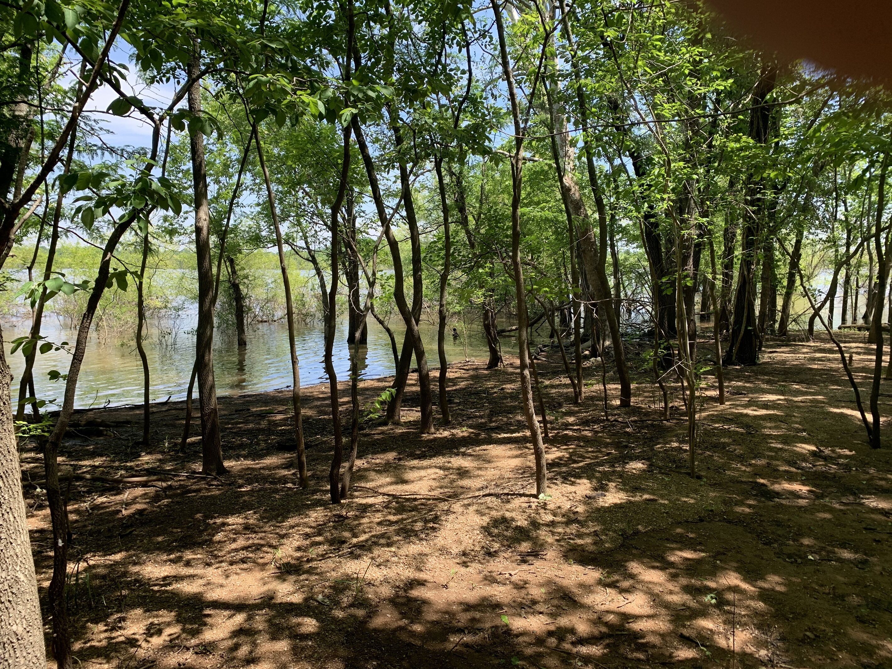 A natural setting with trees and a body of water.