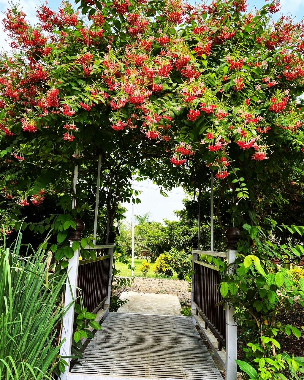 Un sendero de madera atraviesa un jardín con una reja de metal y una estructura cubierta de flores rojas.