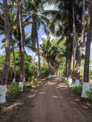 A dirt path lined with palm trees, some with white-painted trunks, leading through a tropical setting. - Mango Tree Farm (Karjat)