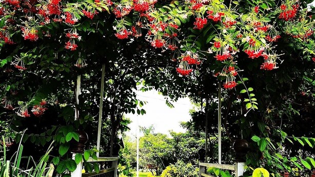 A wooden bridge leading through a garden with a metal railing on both sides. - Mango Tree Farm (Karjat)