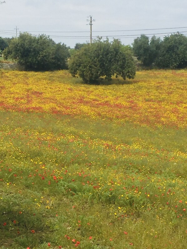 A field with yellow and red flowers, trees, and power lines in the background.