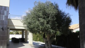 Un espace extérieur abrité, avec un grand arbre, un chemin en béton et l’entrée d’un bâtiment.