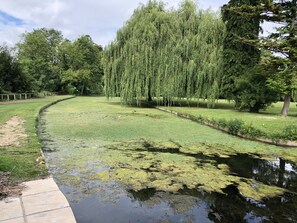A serene park with a curved pathway, a small pond with algae, and lush greenery including tall trees and a weeping willow.