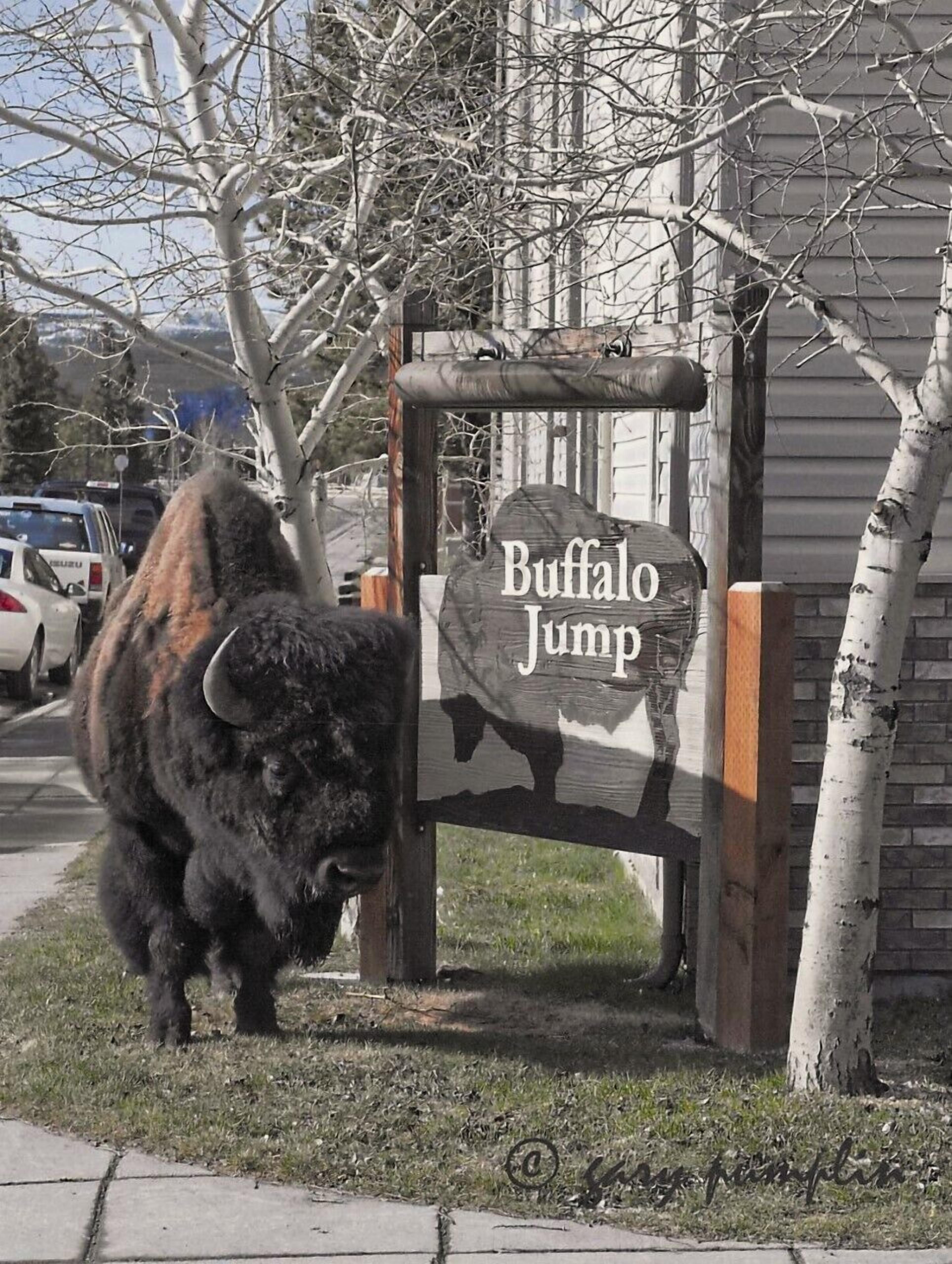Ein Bison in der Nähe eines Schildes mit der Aufschrift 'Buffalo Jump'.