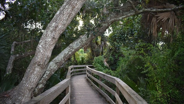 A wooden boardwalk through a dense forest with trees overhead. - Short, pleasant walk to the beach! Two bedrooms, two baths. Dogs OK. (Kiawah Island)
