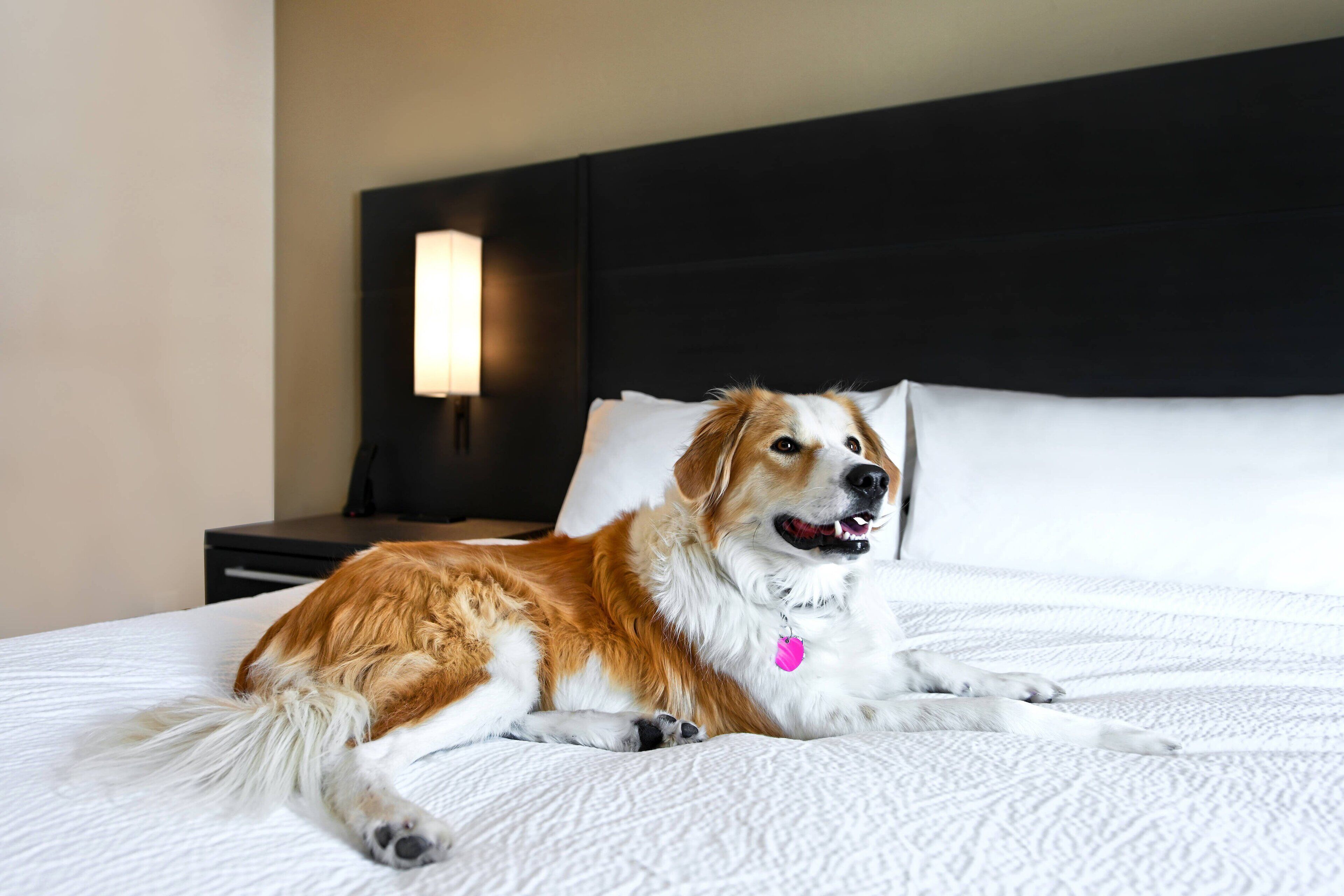 Un perro descansando sobre una cama con una colcha blanca y texturizada.
