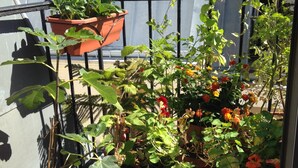Un jardín en la azotea con diversas macetas de plantas y flores.