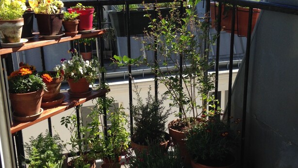 Un jardín en la azotea con plantas diversas en macetas y un regador.