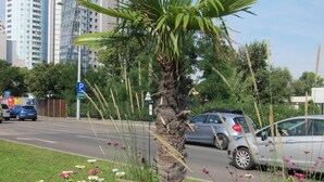 A street with cars, a palm tree, and flowers.