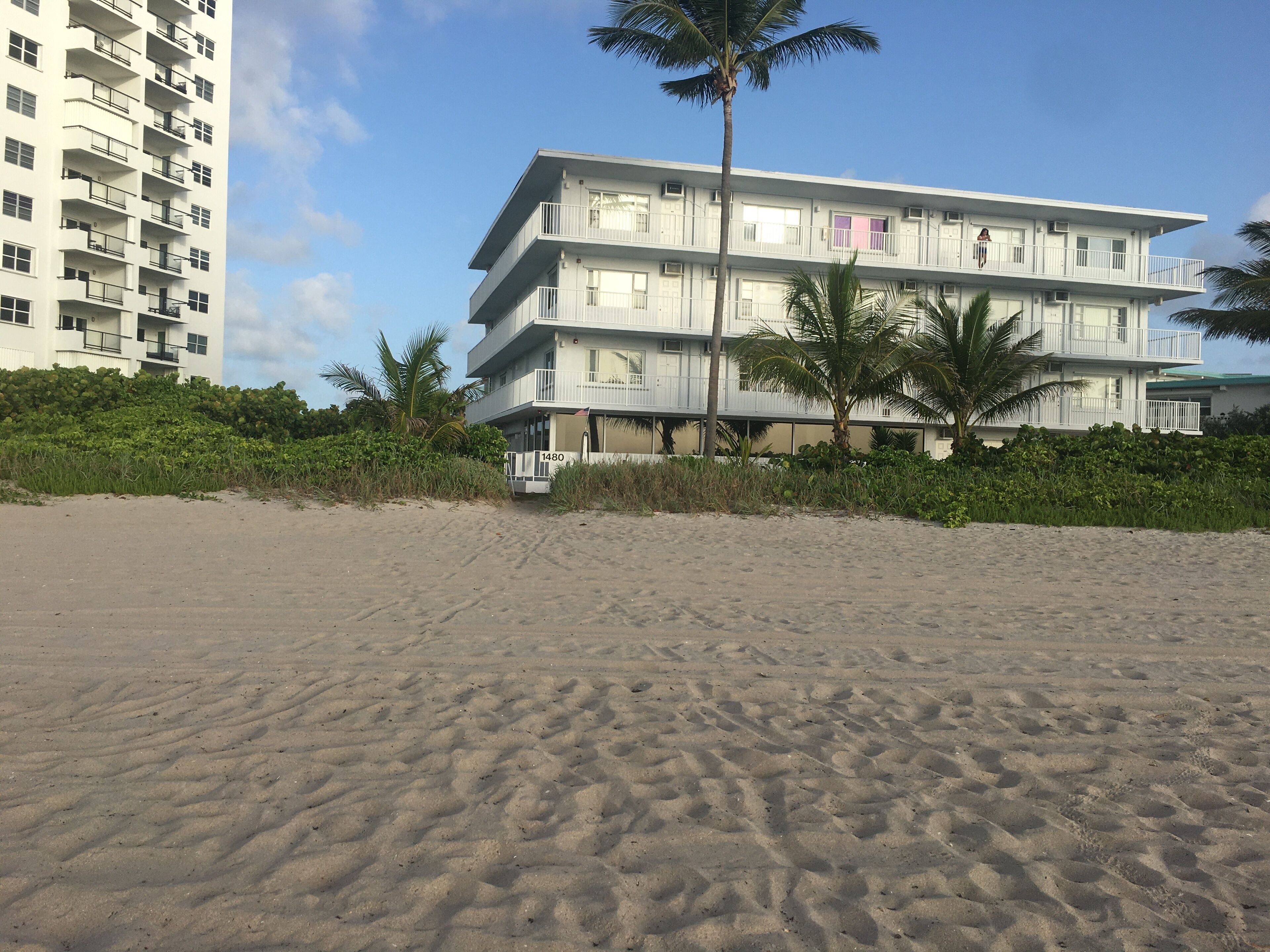 Un hôtel situé en bord de mer, avec plusieurs étages, des balcons et un palmier à l’avant.