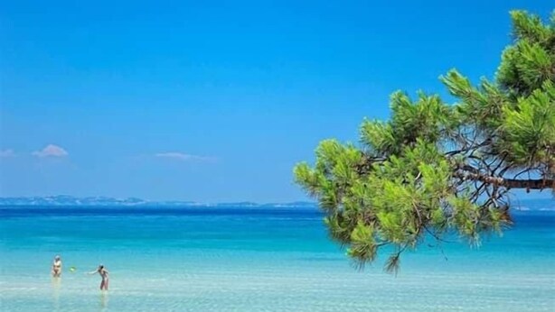 Una playa con agua turquesa cristalina, un pino y dos personas en el agua.