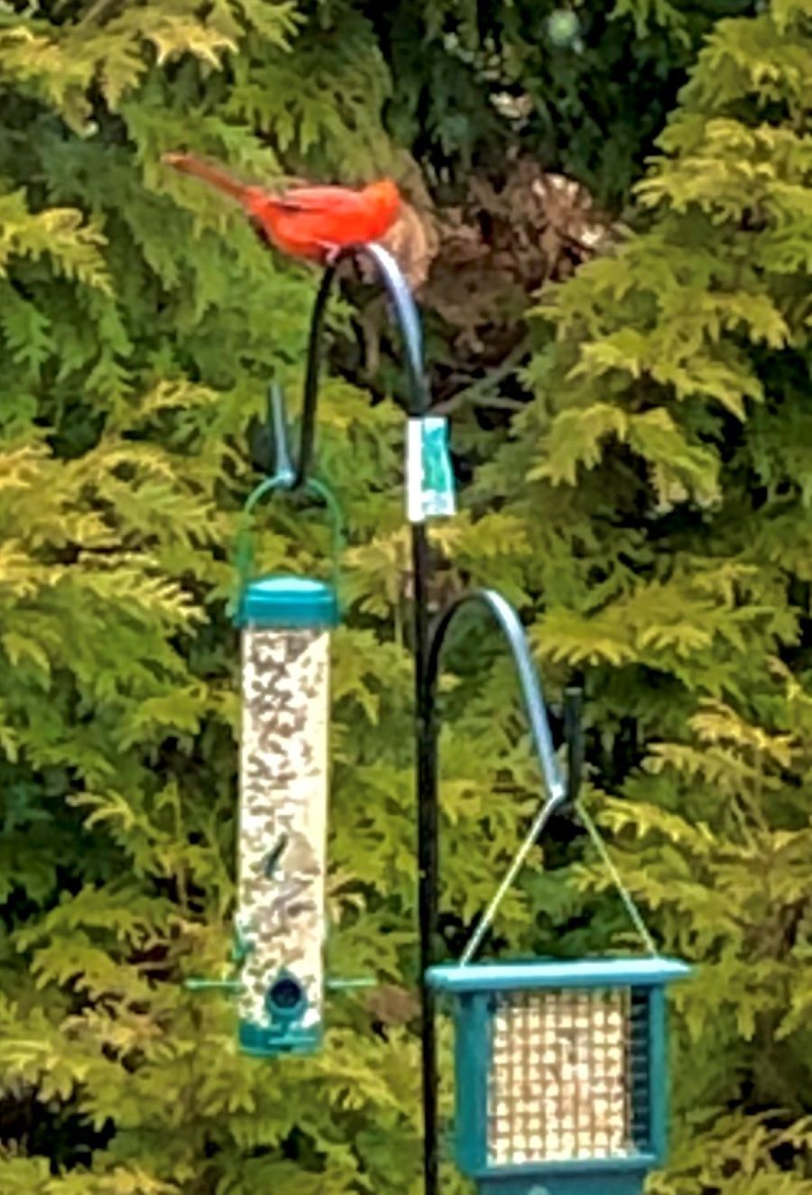Un comedero para pájaros con un ave roja posada, rodeado de follaje verde y abundante.