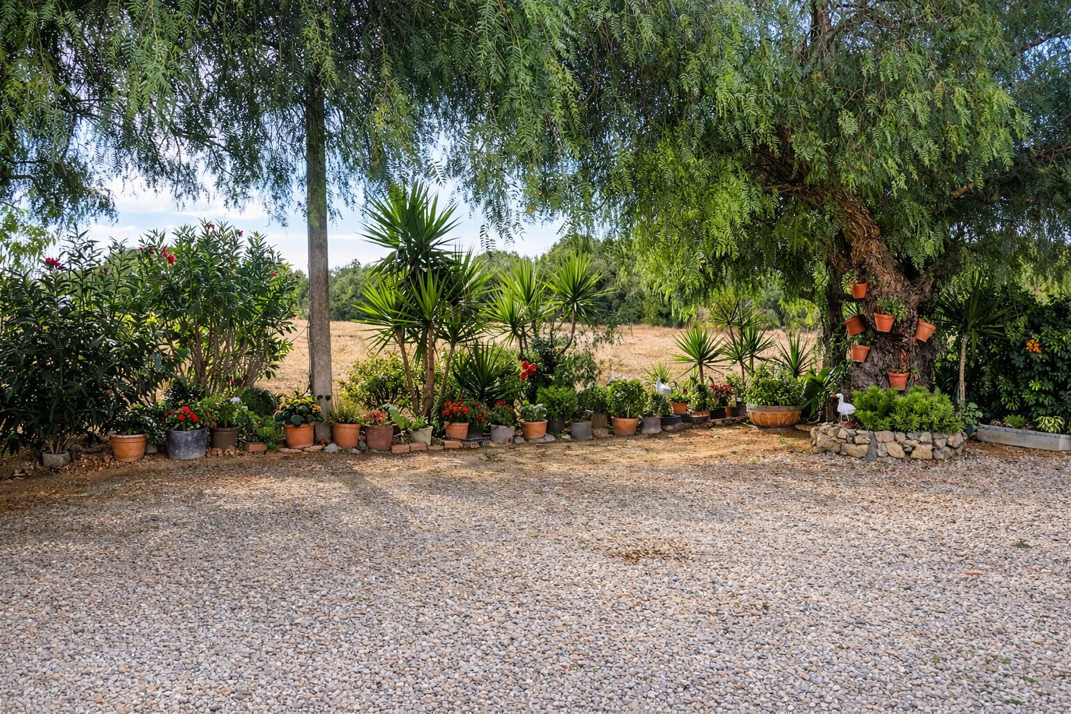 Un giardino con diverse piante in vaso e un uccello a terra.