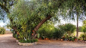 A garden with a variety of potted plants and a large tree.
