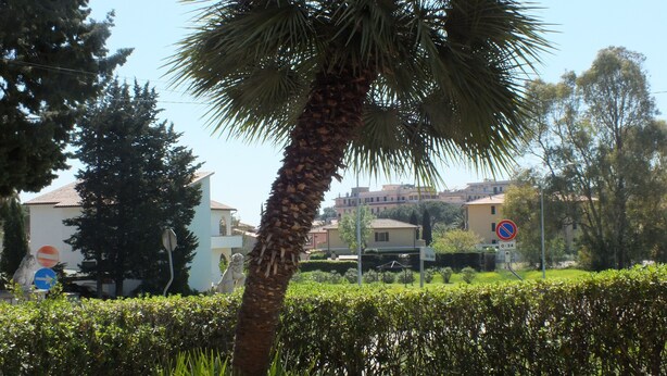 A palm tree, a no parking sign, and a building with a white facade.