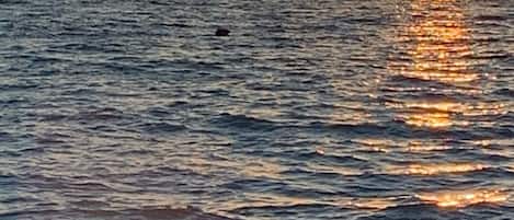 Plage à proximité, chaises longues, serviettes de plage