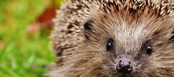 FeWo Gänseblümchen OG Object-ID 121110 - Holiday apartment in the courtyard Object-ID 121110