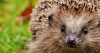 FeWo Gänseblümchen OG Object-ID 121110 - Holiday apartment in the courtyard Object-ID 121110