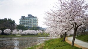 A park with cherry blossoms, a pond, and a building in the background.
