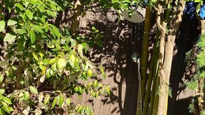 Een tuin met een stenen pad, bamboeplanten en een houten hek.