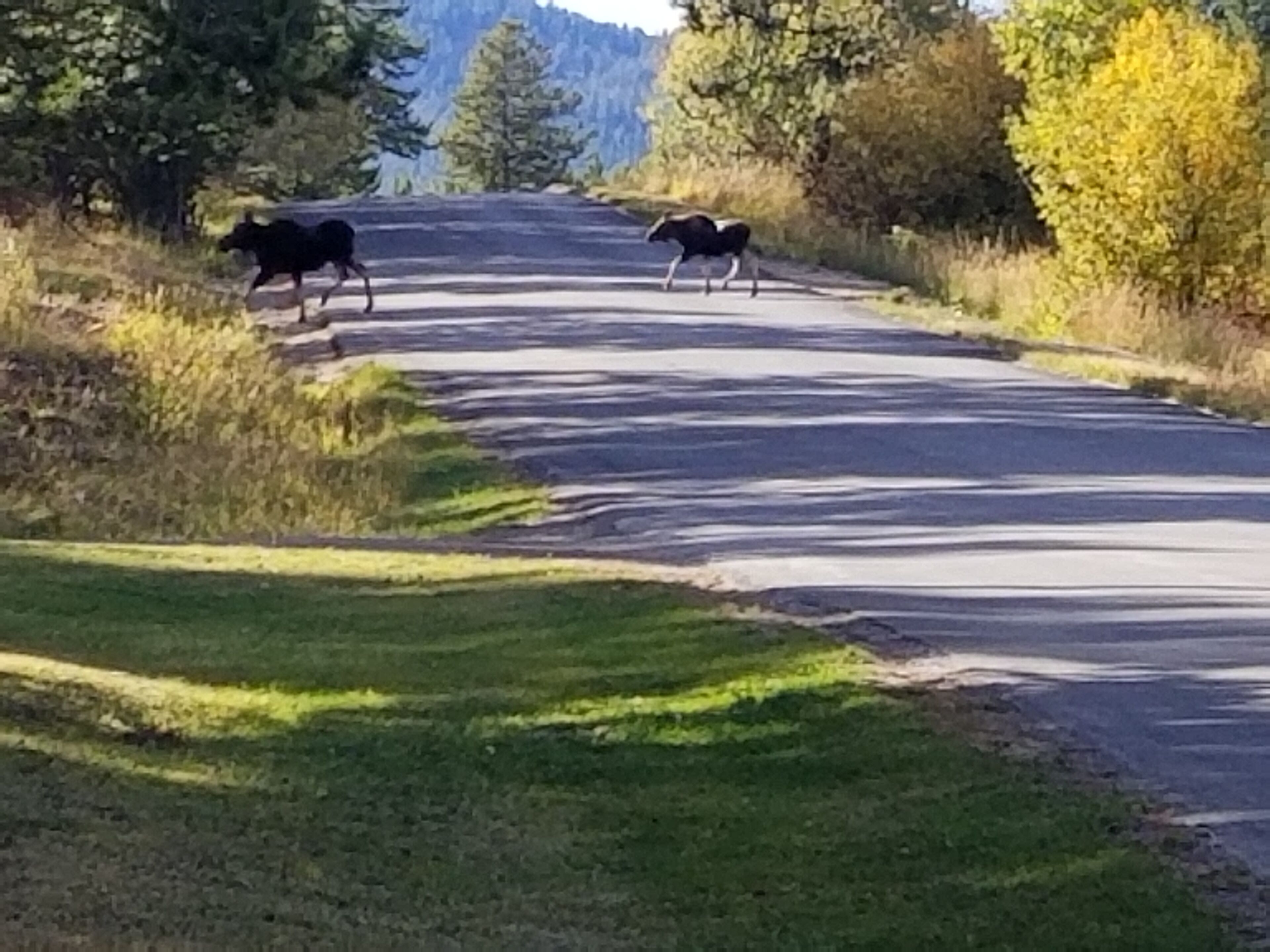 A rural road with two horses crossing.