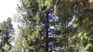 A wooden deck with benches, surrounded by tall trees and a gravel path. - Mighty Moose Log Cabin, 20 Minutes to W Yellowstone, Fishing, Sleeps 10. (Island Park)