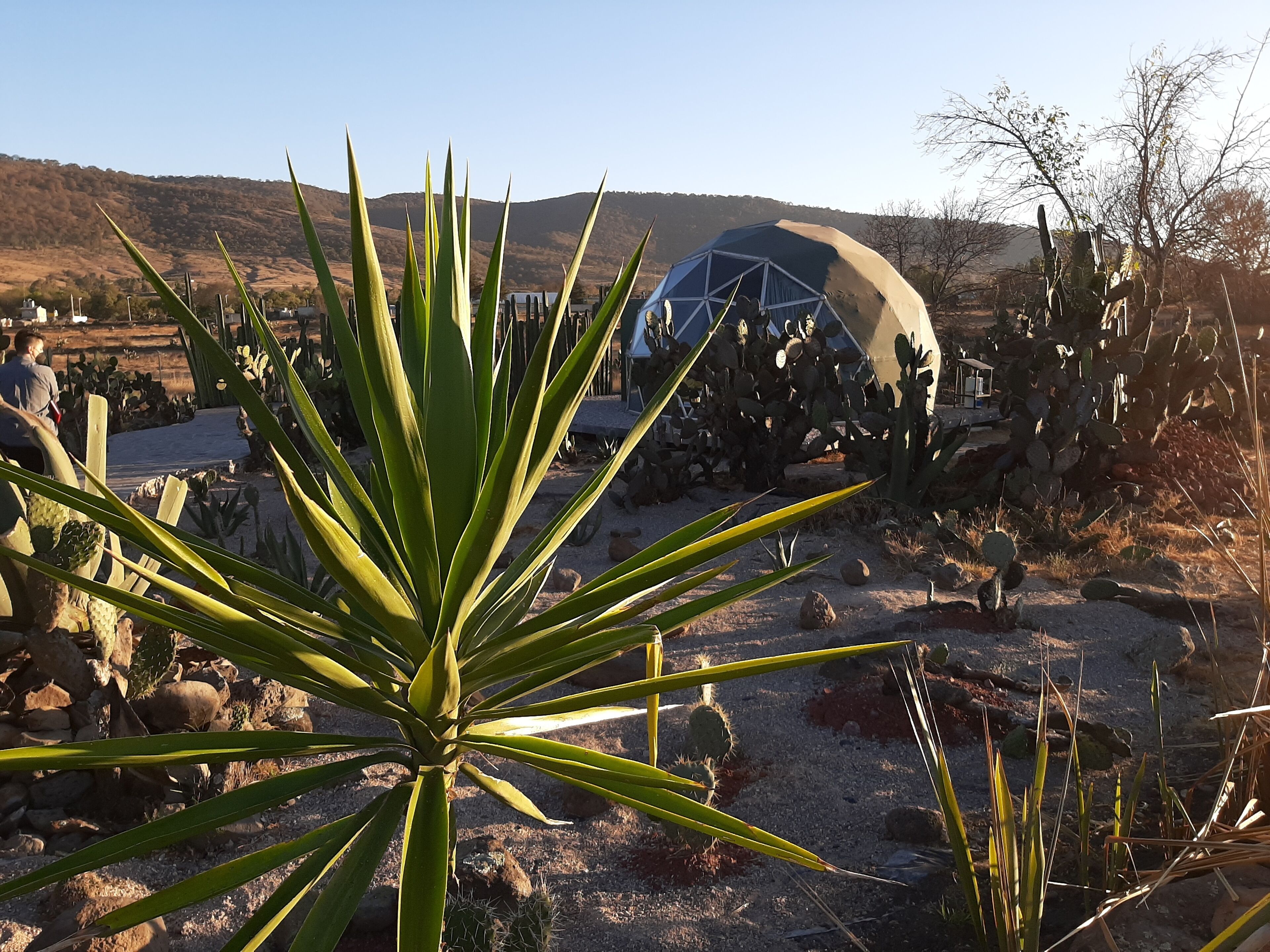 Nopal Mixteco | Terrasse/patio