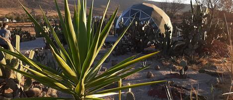 Nopal Mixteco | Terrasse/Patio