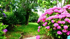 Ein Gartenpfad, umgeben von üppigem Grün und leuchtend rosa Blüten.