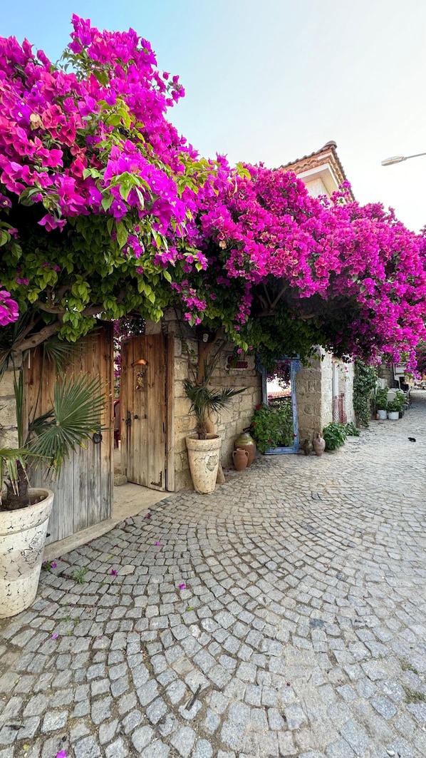 Stroll through the charming cobblestone street lined with traditional stone buildings, surrounded by lush greenery and vibrant flowers.