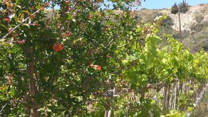 A vineyard with rows of grapevines supported by wooden stakes, set against a hillside backdrop. - Artemis Comfort & Pleasure (Rhodes)