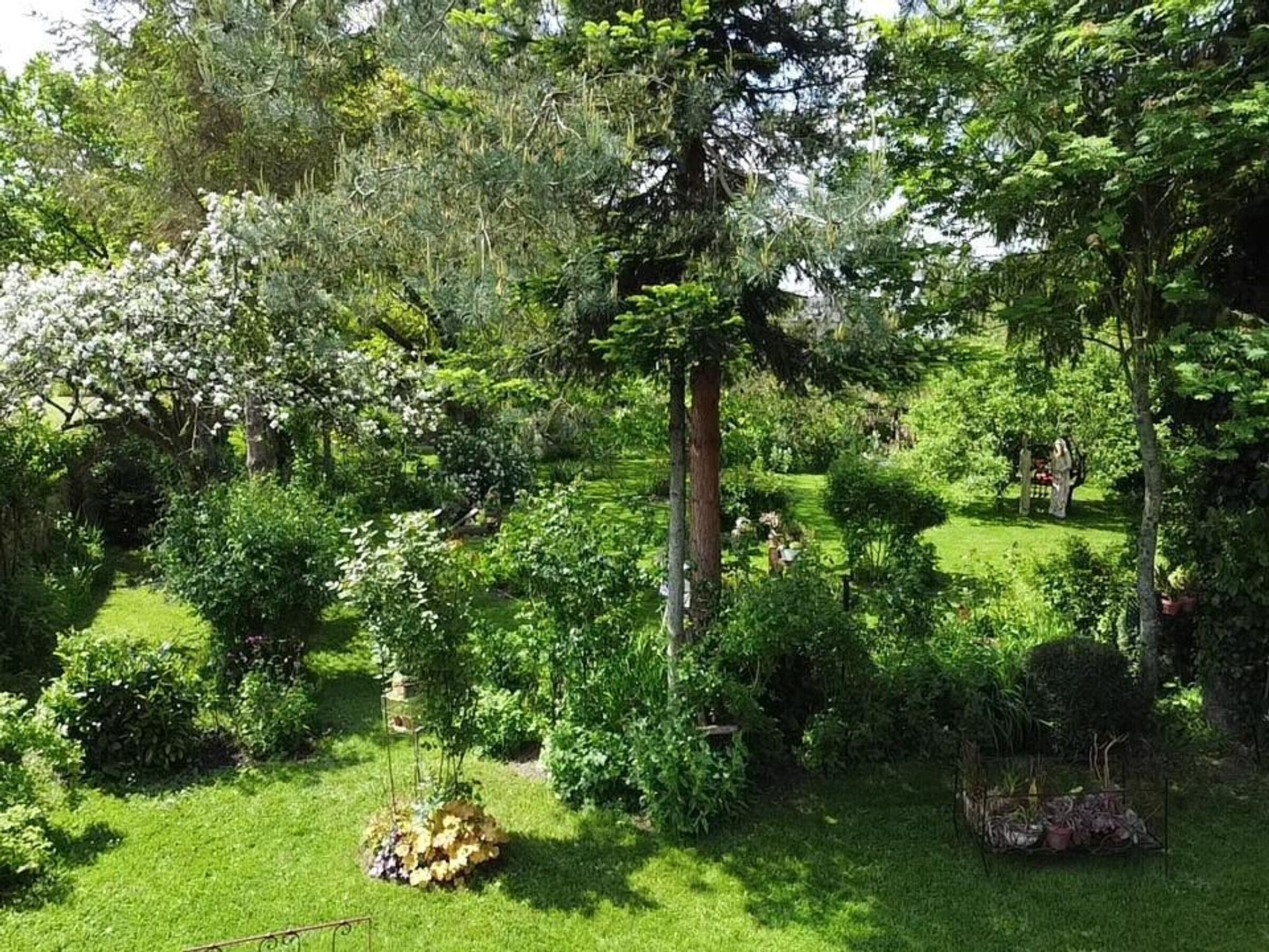 A lush garden with various plants and a central tree.