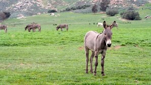 Miscellaneous - Amazing Views! 3,000 sq ft cabin!  Hot Tub, & Game Room! (Big Bear City)