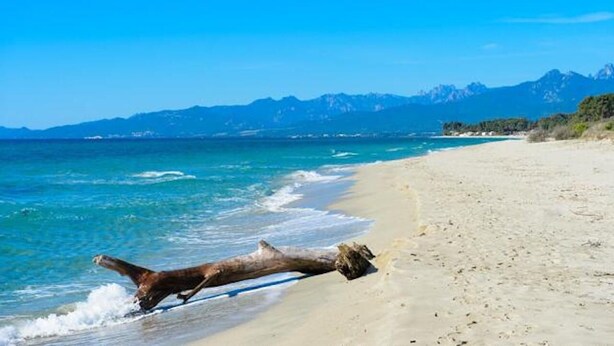 A beach with a fallen tree on the sand, clear blue water, and mountains in the background. - Campo Vecchio Mare & Piscine (Ghisonaccia)