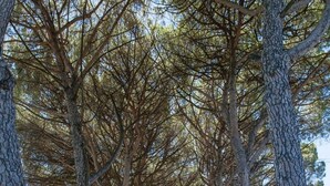 A pathway lined with tall trees, leading towards a building with a white facade and brown windows. - Podere Caldaruccio La Pineta - Bungalow (Perugia)