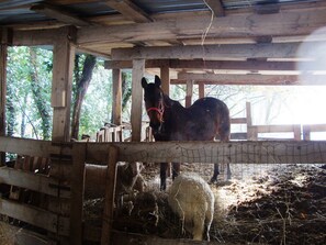 A stable with a horse and a sheep.