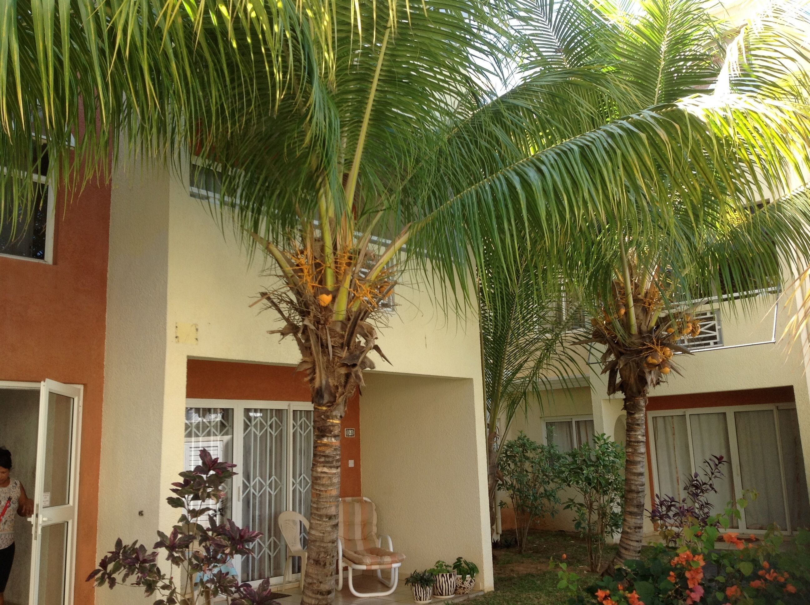 A courtyard with palm trees, a covered seating area, and a building with a beige facade.