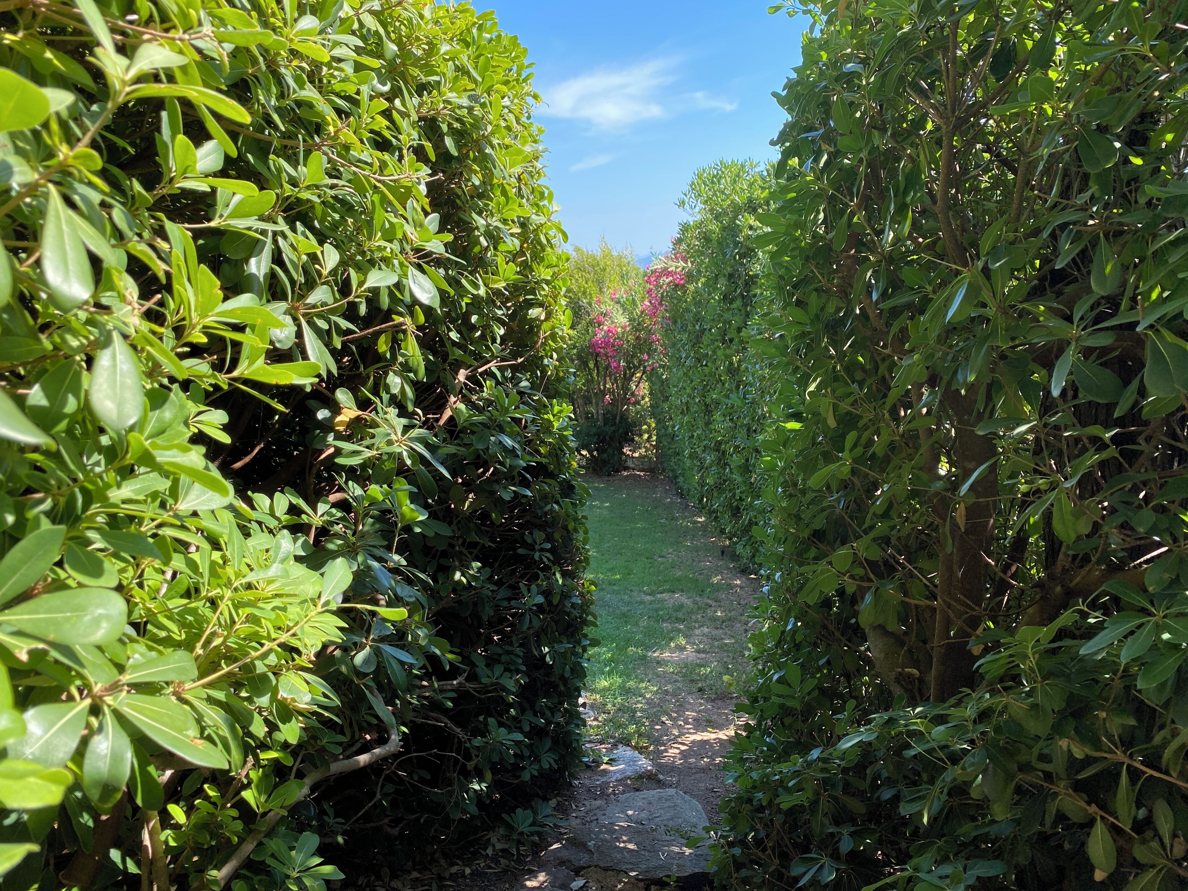 A narrow garden path flanked by dense green foliage, leading to a clear blue sky.