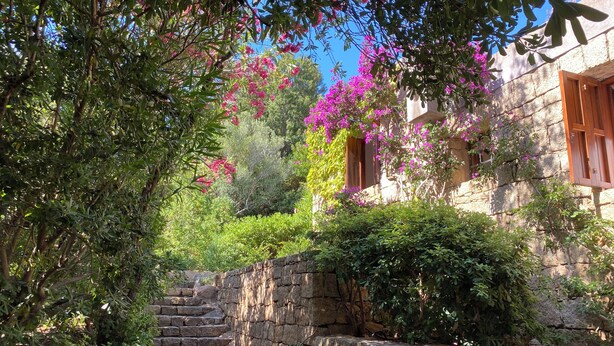 A stone staircase leading to a building with wooden shutters and pink flowers. - Domus Olivarum -costa Smeralda Villetta 7 Persone, 4 PK, Wifi, Grande Giardino (Arzachena)