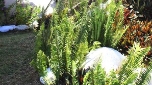 Un jardin avec des plantes en pot, une table avec des chaises et une voiture rouge garée à proximité.