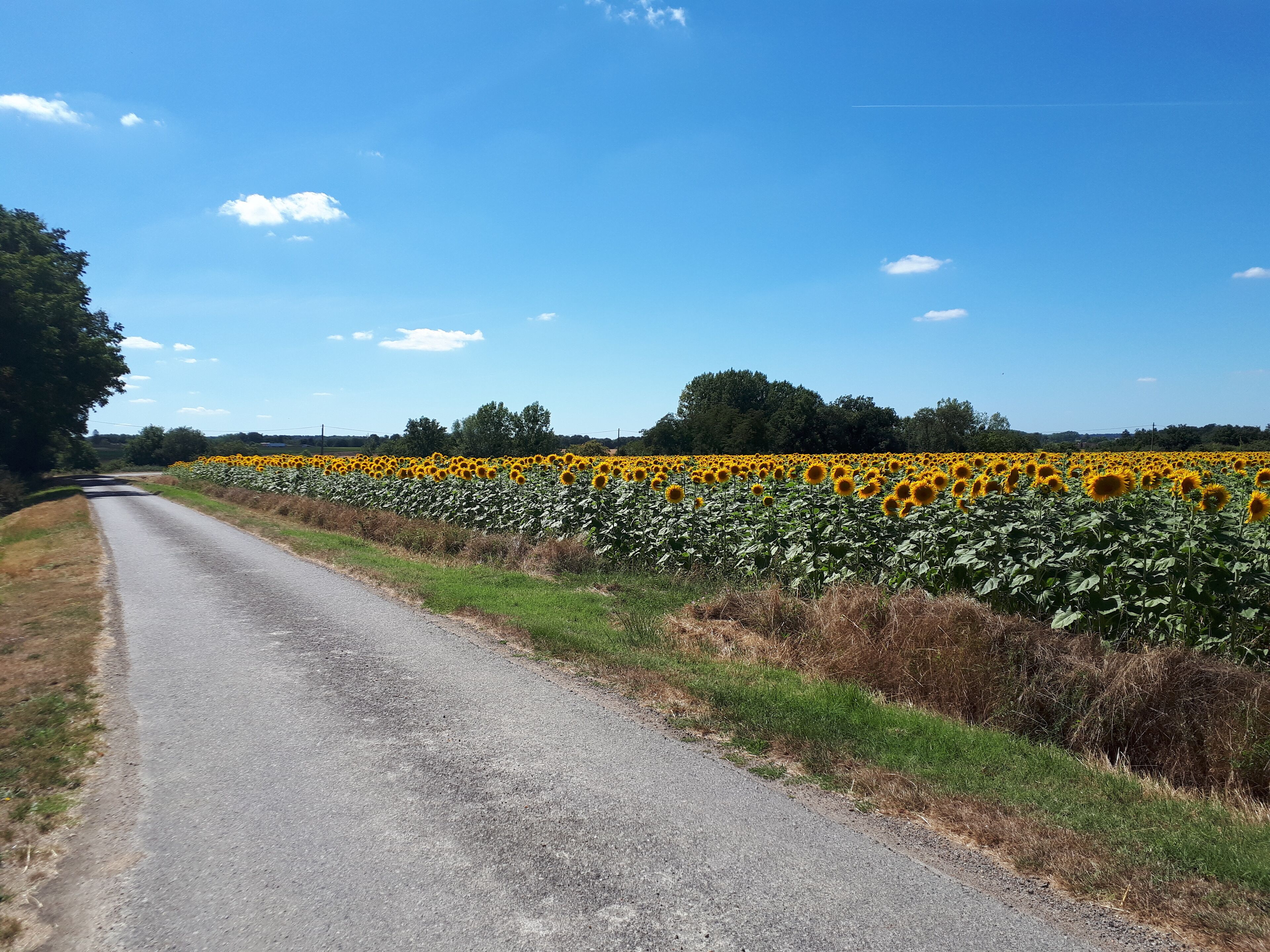 Un camino rural bordeado por campos de girasoles bajo un cielo azul despejado.