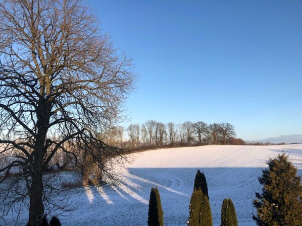 A snow-covered field with a large leafless tree and a few coniferous trees in the foreground.