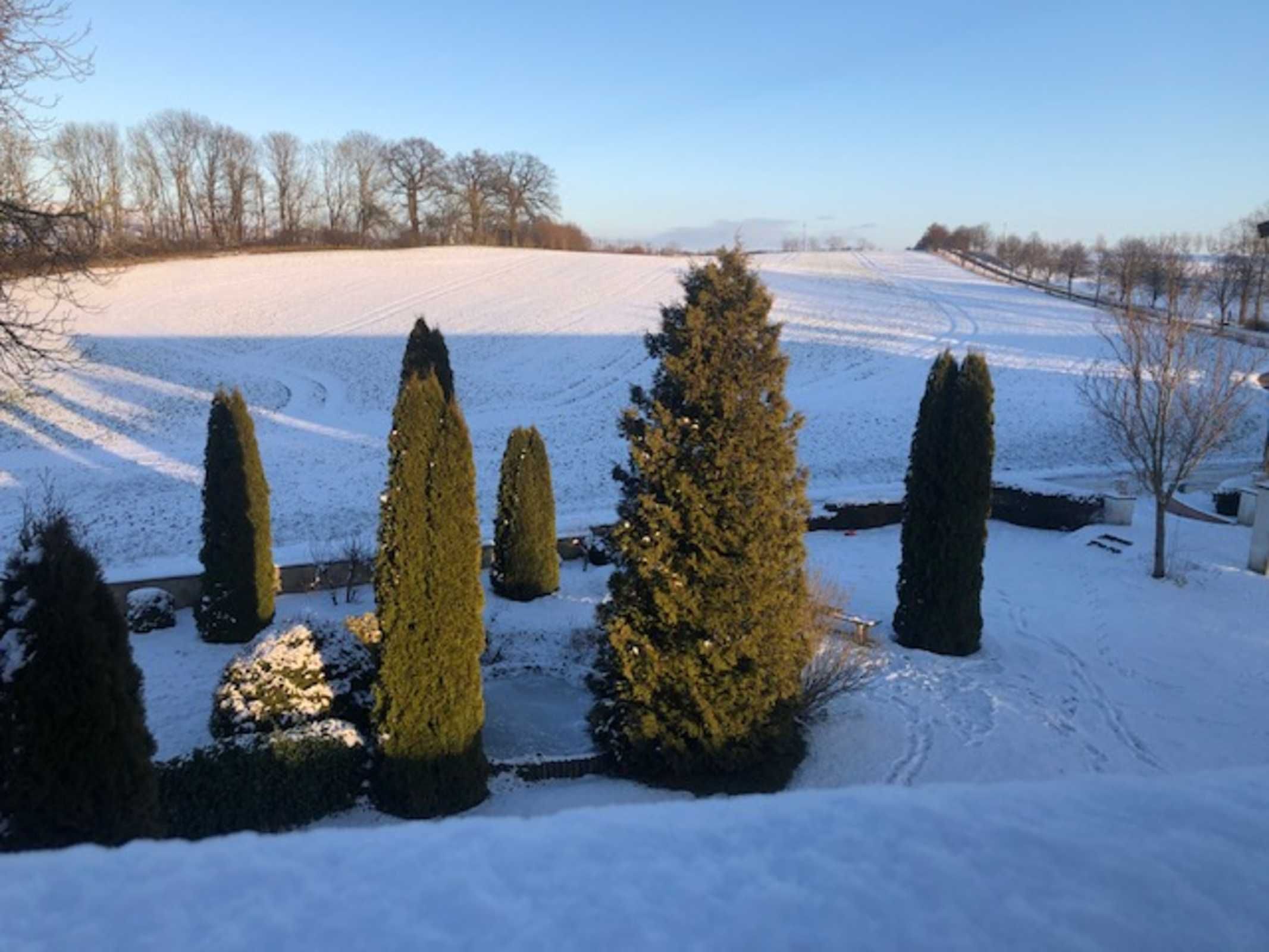 A snow-covered landscape with several conical trees and a clear sky.