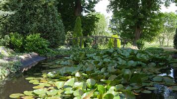 A pond with lily pads and surrounding greenery.