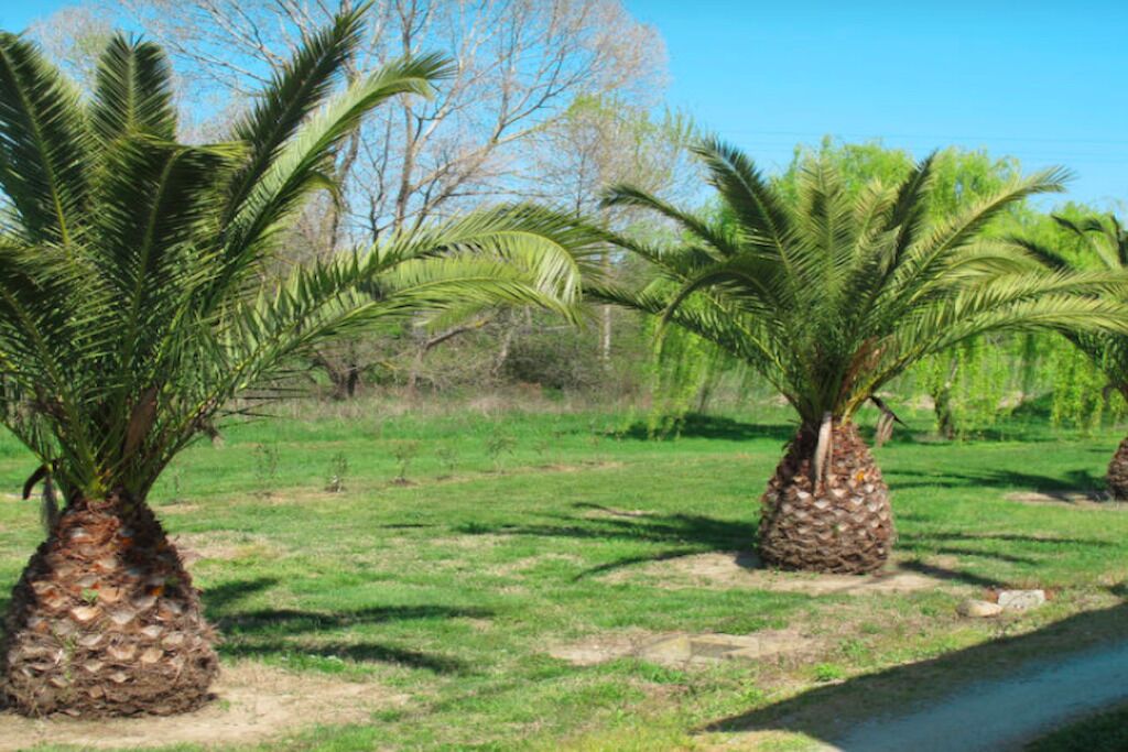 Une rangée de palmiers dans une zone herbeuse, sous un ciel dégagé.