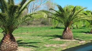 A row of palm trees in a grassy area with a clear sky. - Campo Vecchio DRACENA (Ghisonaccia)